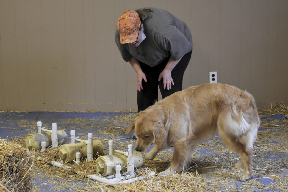 dog barn hunt near me